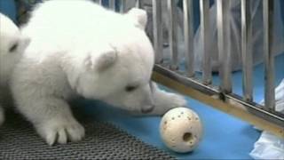 POLAR BEAR CUBS So cute  3e [upl. by Sanjiv]