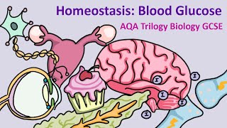 GCSE Science Biology AQA  Homeostasis Control of Blood Glucose [upl. by Namwen761]