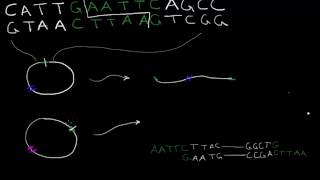 Episode 3 Restriction Enzymes [upl. by Aleira343]