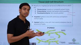 Class 11th – Fungi  Tissue and Cell Structure  Biological Classification  Tutorials Point [upl. by Jump]