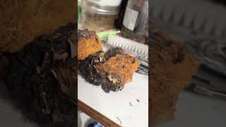 Chaga mushroom 🍄‍🟫 canada 🇨🇦 [upl. by Odrarej763]