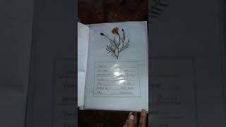 Herbarium project file [upl. by Shalne]