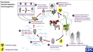 Fasciola hepatica life cycle [upl. by Uchish625]