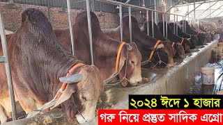 2024 কুরবানী ঈদে ঢাকার সাদিক এগ্রো ১ হাজার দেশি ও বিদেশি গরু নিয়ে প্রস্তুত Sadeeq agro farm [upl. by Shane466]