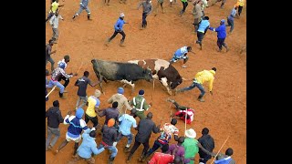 Unforgettable Bullfighting Clash Shiononyia vs Mandela  Explosive Action in Final 2 Minutes [upl. by Eimmelc]