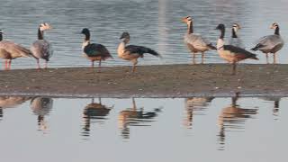 Bar Headed Geese they fly over mountain heights of 14000 feet to reach this place [upl. by Eissehc]