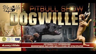 Pitbull Show quotDOGWILLEquot 2019 [upl. by Anaili388]