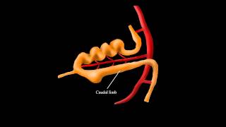 Embryological Rotation of the Midgut [upl. by Aniaz806]