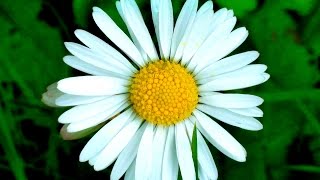 Blooming Daisy Flowers Timelapse [upl. by Grimonia291]