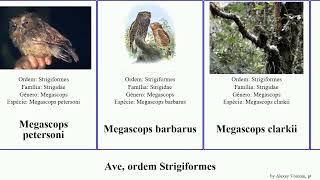 Ave ordem Strigiformes otus glaucidium ninox tyto bubo strix megascops birds japonica umbra balli [upl. by Jobie]