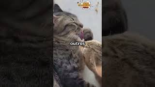 ✅️ 3 Curiosidades INCRÍVEIS sobre os Gatos 🐱 GatosNaturezaAnimalMundoAnimalMiauGato [upl. by Ahsya630]