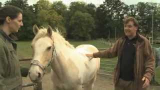 Laminitis [upl. by Asilec]