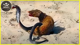 15 Unbelievable Moments Mongoose Defeating King Cobras amp Mercilessly Hunting Prey  Wildlife Animals [upl. by Madid]