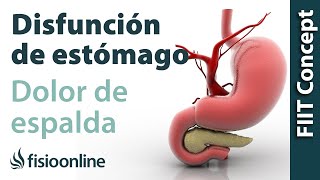 Disfunciones de estómago y dolor de espalda dorsal cervical hombro  Causas y tratamiento [upl. by Akemej]