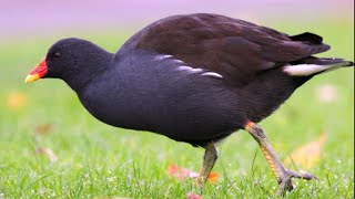 Adult Eurasian Moorhen Eating Grass  Scotland [upl. by Gnuhn]