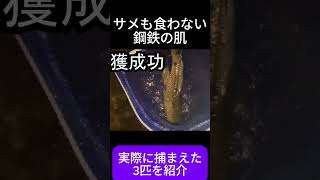 沖縄の外来種モンスター３選 現在も対応に追われている外来種を実際に探して紹介してみた！ 外来種 外来魚 危険生物 最強生物 環境 沖縄 生き物 生物 自然 巨大生物 毒 [upl. by Dat]