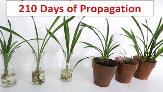 How to Divide and Propagate Cymbidium Orchid in Water and Soil Care and Maintenance [upl. by Htehpaj]