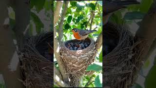 A bird sits on a nest protecting its two baby birds as they rest smartbird egret birdemic [upl. by Edeline]