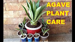 Agave plant care  propagation  Rejuvenation [upl. by Ainahpets605]