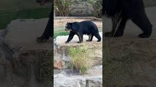 I met a spectacled bear at the zoo [upl. by Scheer]