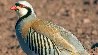 chukar partridge Alectoris chukar  male  sound  call  song  alarm call  ground pecking [upl. by Nailil748]