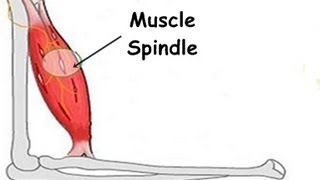 What is the Stretch Reflex or Myotatic Reflex [upl. by Brana]