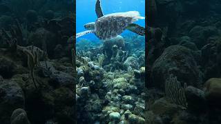 Snorkeling in Roatan Island HONDURAS Canada ➡️ Argentina coralreef turtle honduras underwater [upl. by Hrutkay692]