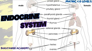 Endocrine System  Matric amp Olevels  biology [upl. by Ahsirek562]