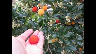 Arbutus Strawberry Trees with Fruit [upl. by Yelah]