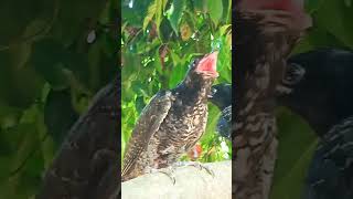 Asian Koel  Cuckoo bird sound [upl. by Hermione215]