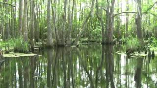 Louisiana Bayou [upl. by Fabian]