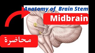 Anatomy of brain stem midbrain and interpeduncular fossa [upl. by Bilow]