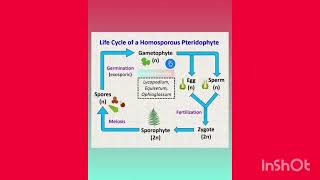 Life cycle of gymnosperm and pteridophytes plants instagood physicswallah ytube viral shorts [upl. by Figueroa]