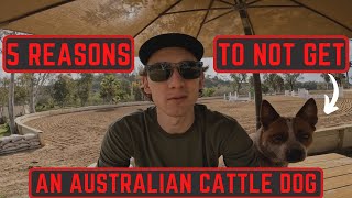 5 Reasons to NOT Get an Australian Cattle Dog AVOID [upl. by Eelsel]