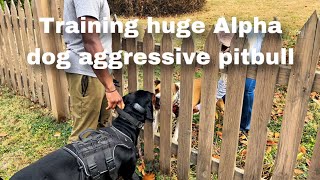 Huge dog aggressive Pitbull learns to be good with a Doberman Asher [upl. by Amarillis]