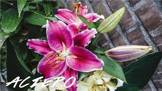 ORIENTAL LILIES GROWING CARE GUIDE [upl. by Merrill]