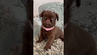 The little puppy of Brussels griffon sings shortsbrusselsgriffongriffonspuppylifegriffonpuppy [upl. by Sert301]