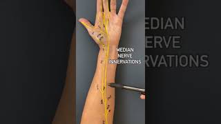 median nerve innervation [upl. by Ossie]