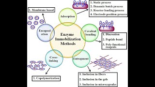 Immobilization of ENZYMES I CELLS I METHODS I TECHNIQUES [upl. by Eiduam]