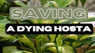 Save Your Dying Hosta Plant Essential Care Tips for Success 👍 🍃 hostas care [upl. by Chariot668]