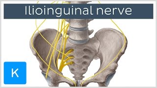 Ilioinguinal Nerve  Course amp Innervation  Human Anatomy  Kenhub [upl. by Gelasias962]