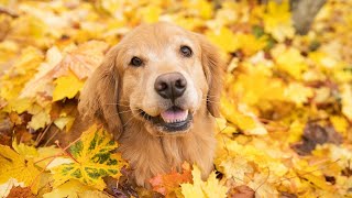 Golden Retrievers The History Behind Their Name [upl. by Standush]