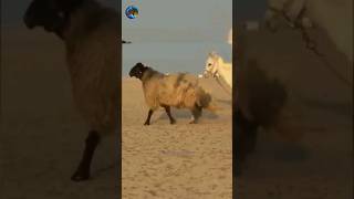 awassi sheep ⚜ fat tailed sheep [upl. by Valery]