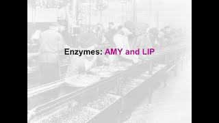 Enzymes Amylase and Lipase  clinical chem lab tests review [upl. by Albertina]