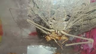 Amblypygi Tailless whip scorpion eating [upl. by Ydeh]