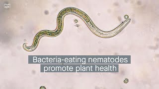 Bioorganic fertilizers nematode feeding behaviors and disease suppression in crops [upl. by Gurney537]