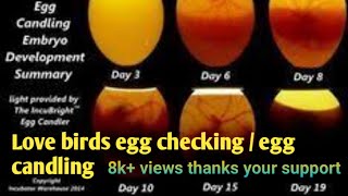 love birds egg checkingHow to find budiges love birds unfertilized egg candling tamil [upl. by Norford35]