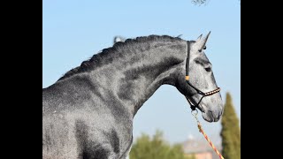 ÚNICO DE SUSAETA  SPANISH STALLION FOR SALE  DRESSAGE HORSES MADRID [upl. by Pleione]