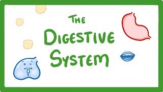 GCSE Biology  Digestive System 18 [upl. by Llenyl]