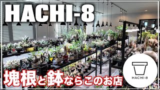 リールで有名なあのショップの実店舗が最高でした｜塊根植物｜作家鉢｜HACHI8 [upl. by Josepha]